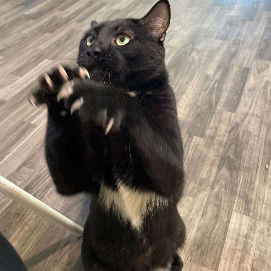 Enlarge Peperoncino, a Adoptable Domestic Short Hair in Carencro, LA image 5/6