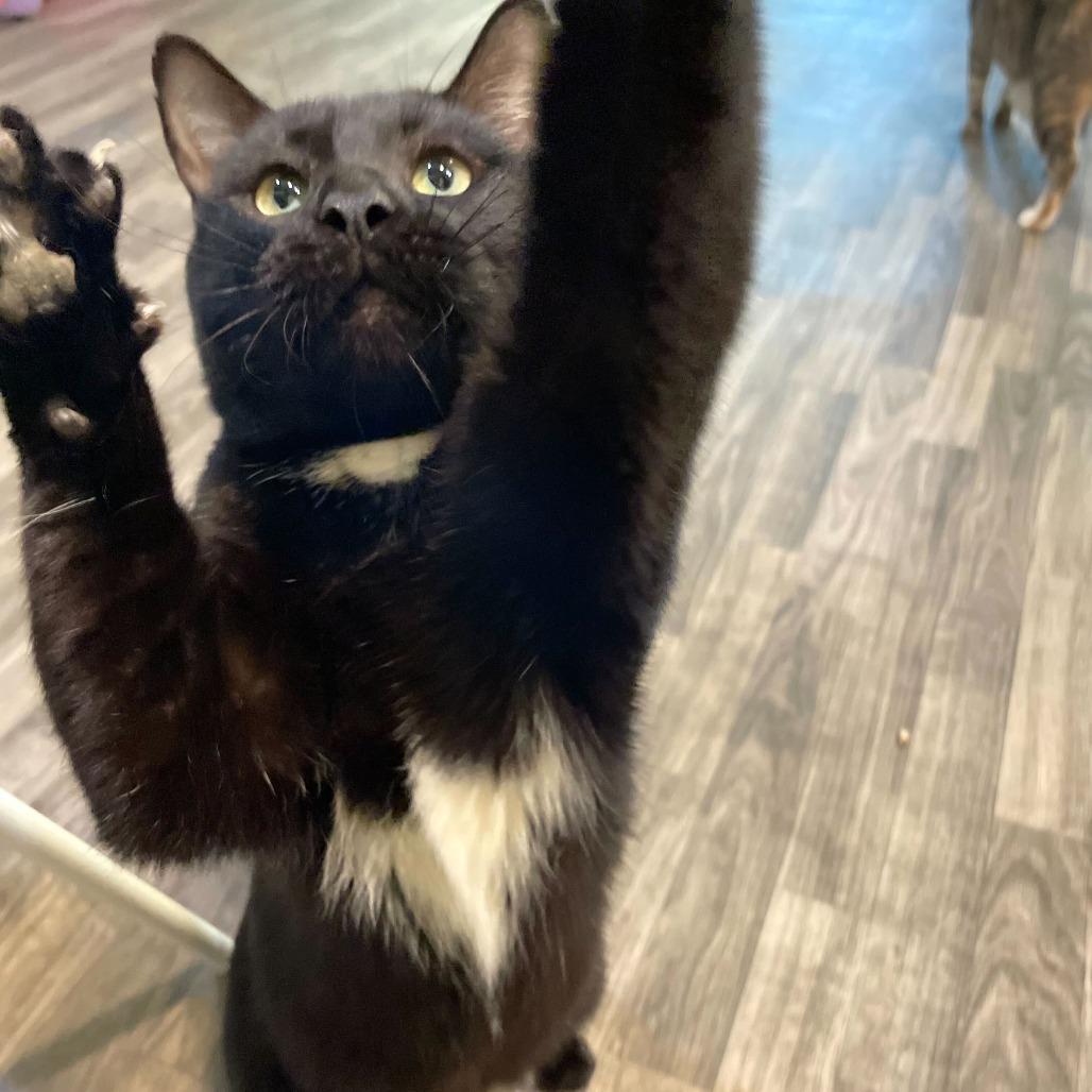 Enlarge Peperoncino, a Adoptable Domestic Short Hair in Carencro, LA image 6/6