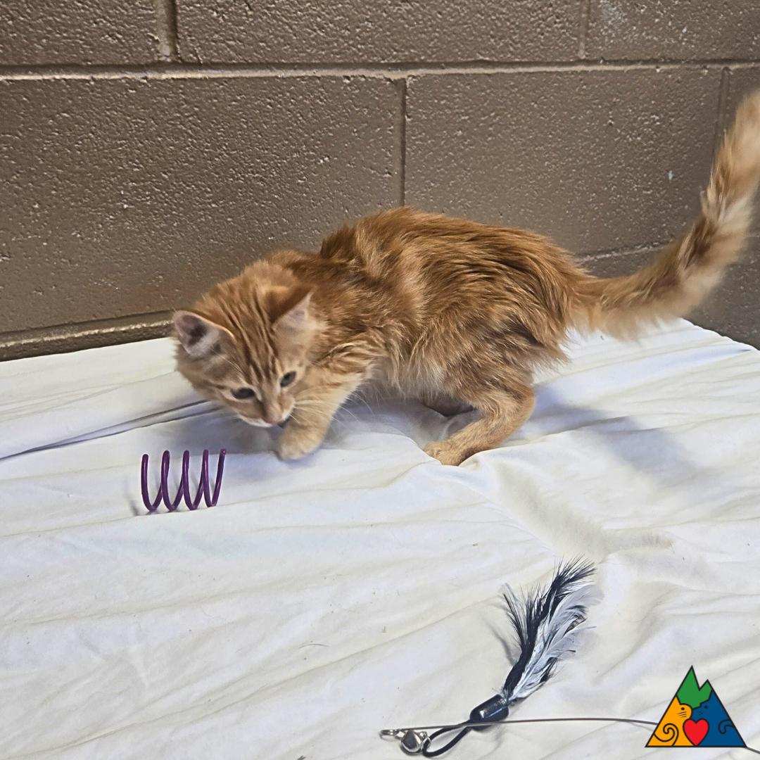 Poncho, an adoptable Domestic Medium Hair in Douglas, WY, 82633 | Photo Image 3
