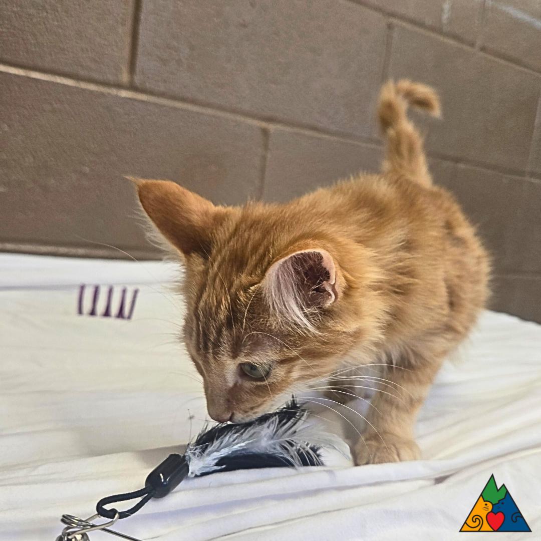 Poncho, an adoptable Domestic Medium Hair in Douglas, WY, 82633 | Photo Image 2