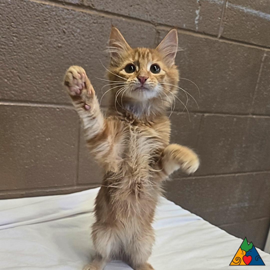 Poncho, an adoptable Domestic Medium Hair in Douglas, WY, 82633 | Photo Image 1