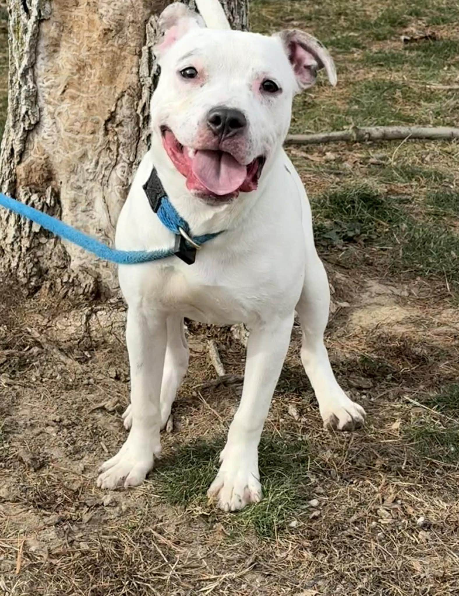 Robbie, ADOPTABLE, Young Male Pit Bull Terrier.