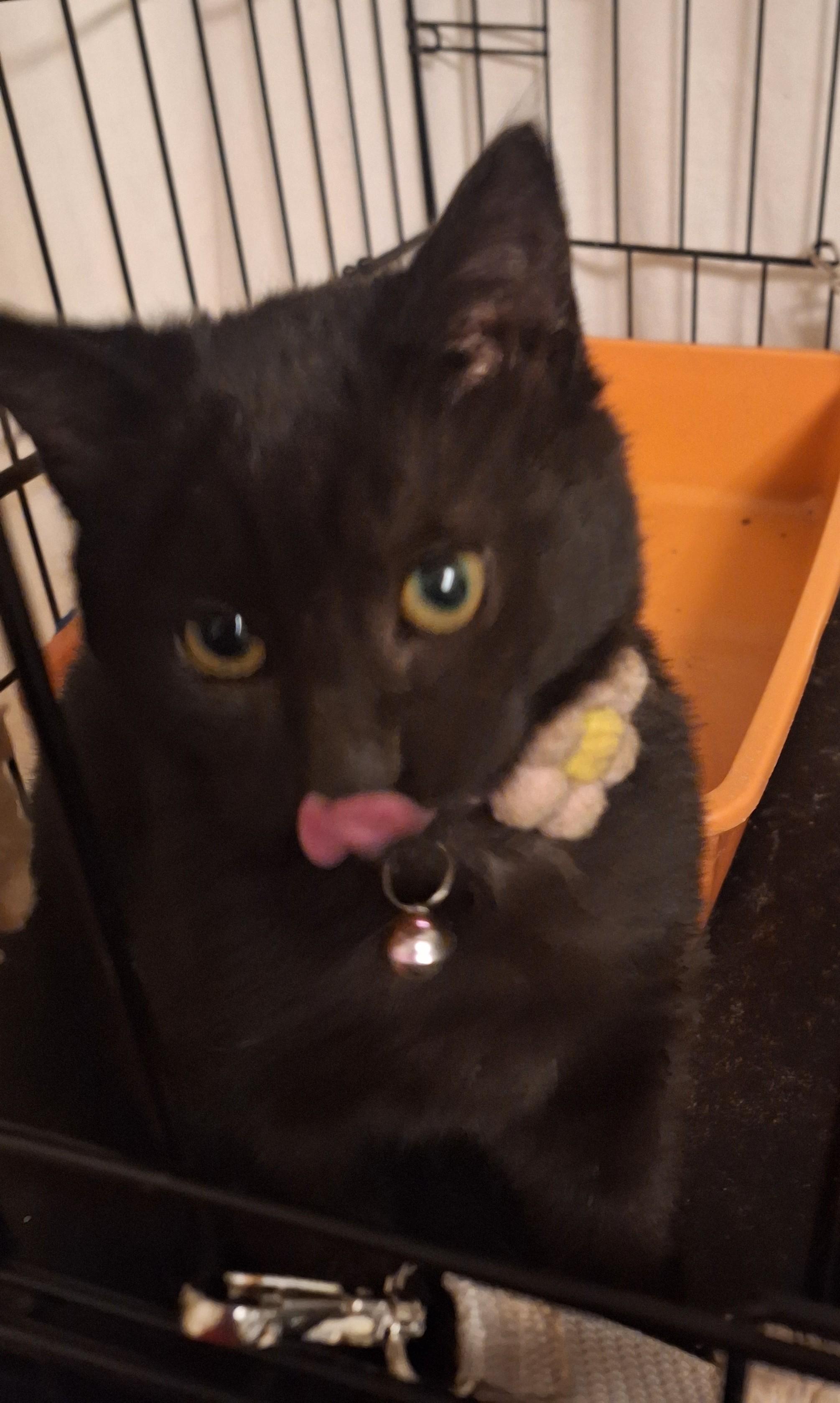 Pink, adopted, Kitten Female Domestic Short Hair.