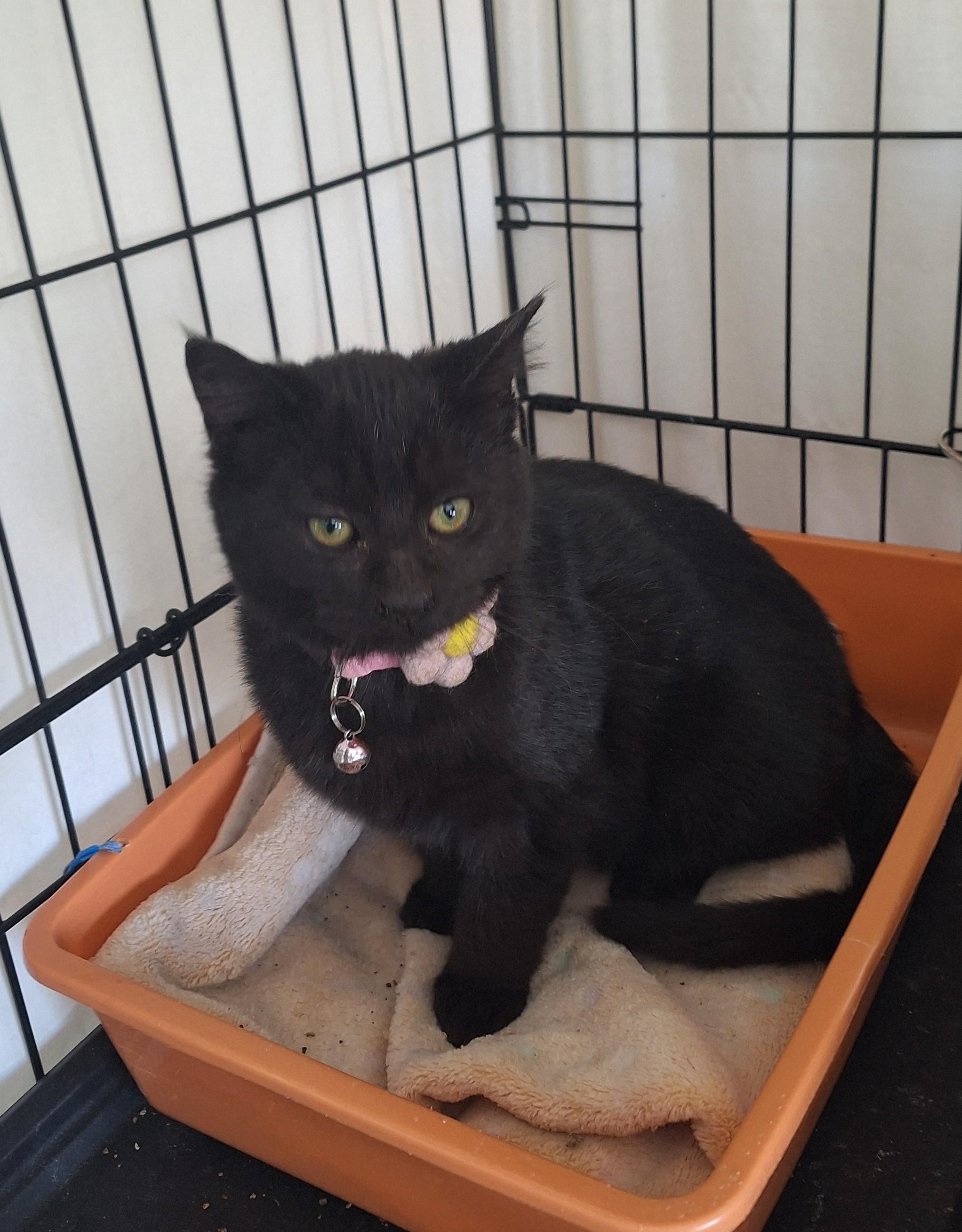 Pink, Adoptable, Kitten Female Domestic Short Hair.