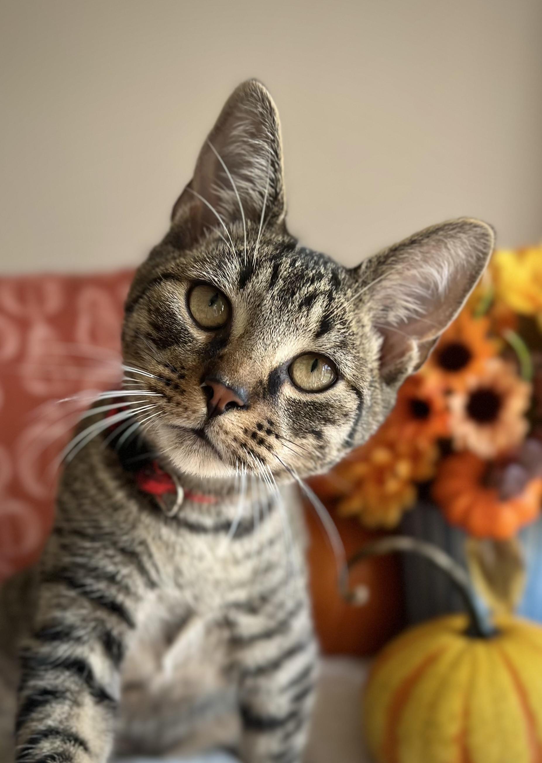 Shinx, Adoptable, Young Male Domestic Short Hair.