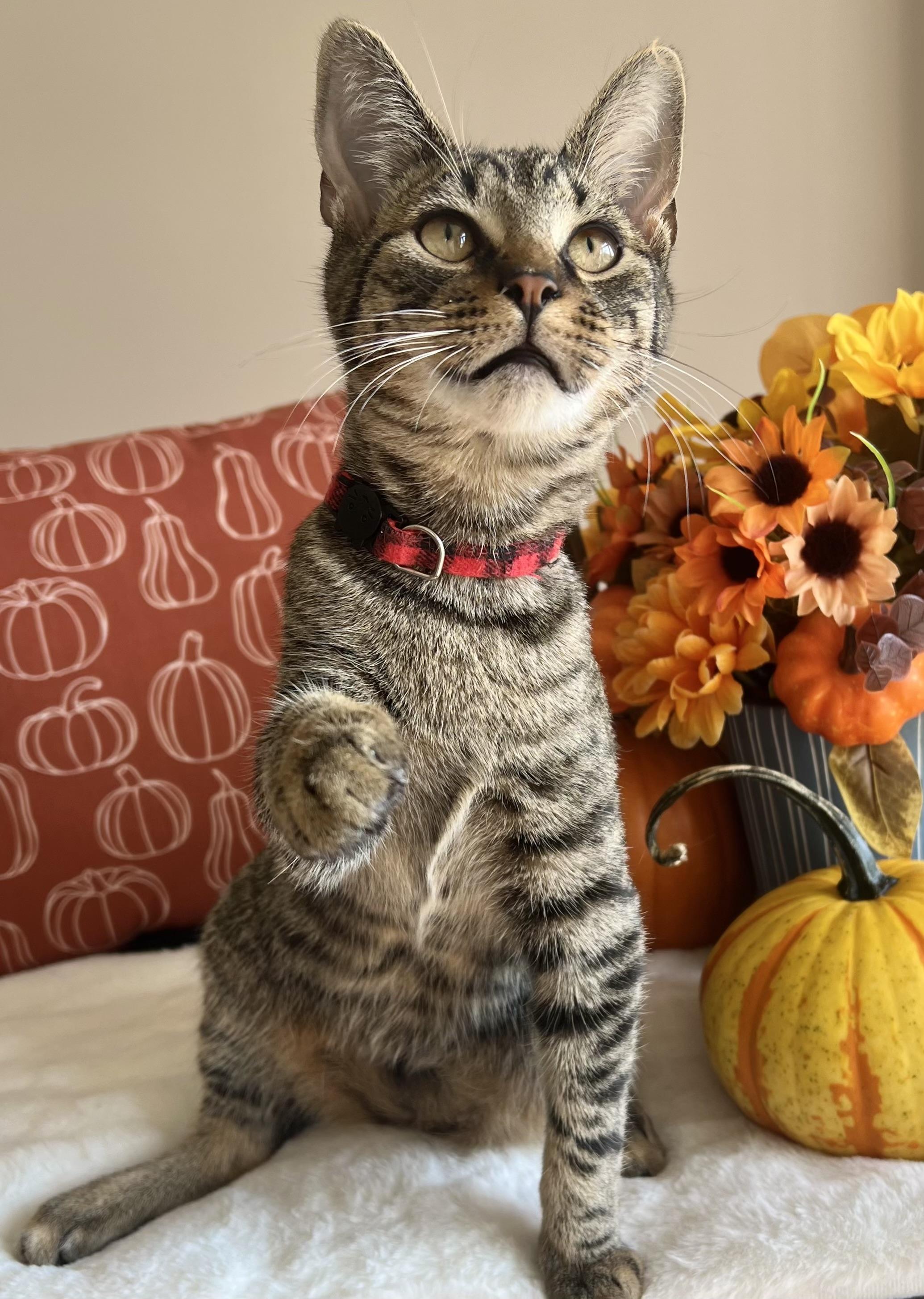 Enlarge Shinx, a Adoptable Domestic Short Hair in Manchester, MD image 2/5