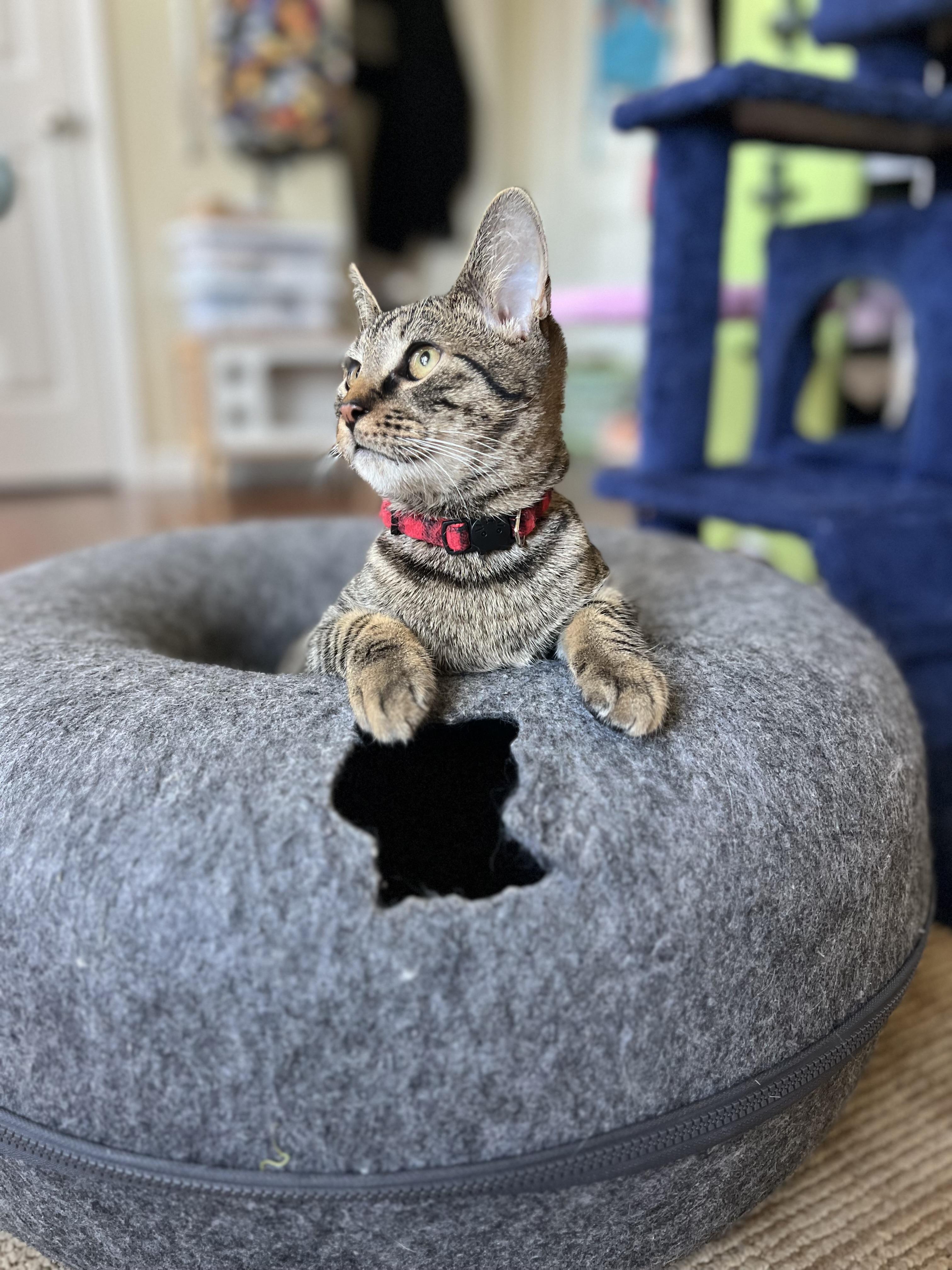 Enlarge Shinx, a Adoptable Domestic Short Hair in Manchester, MD image 4/5