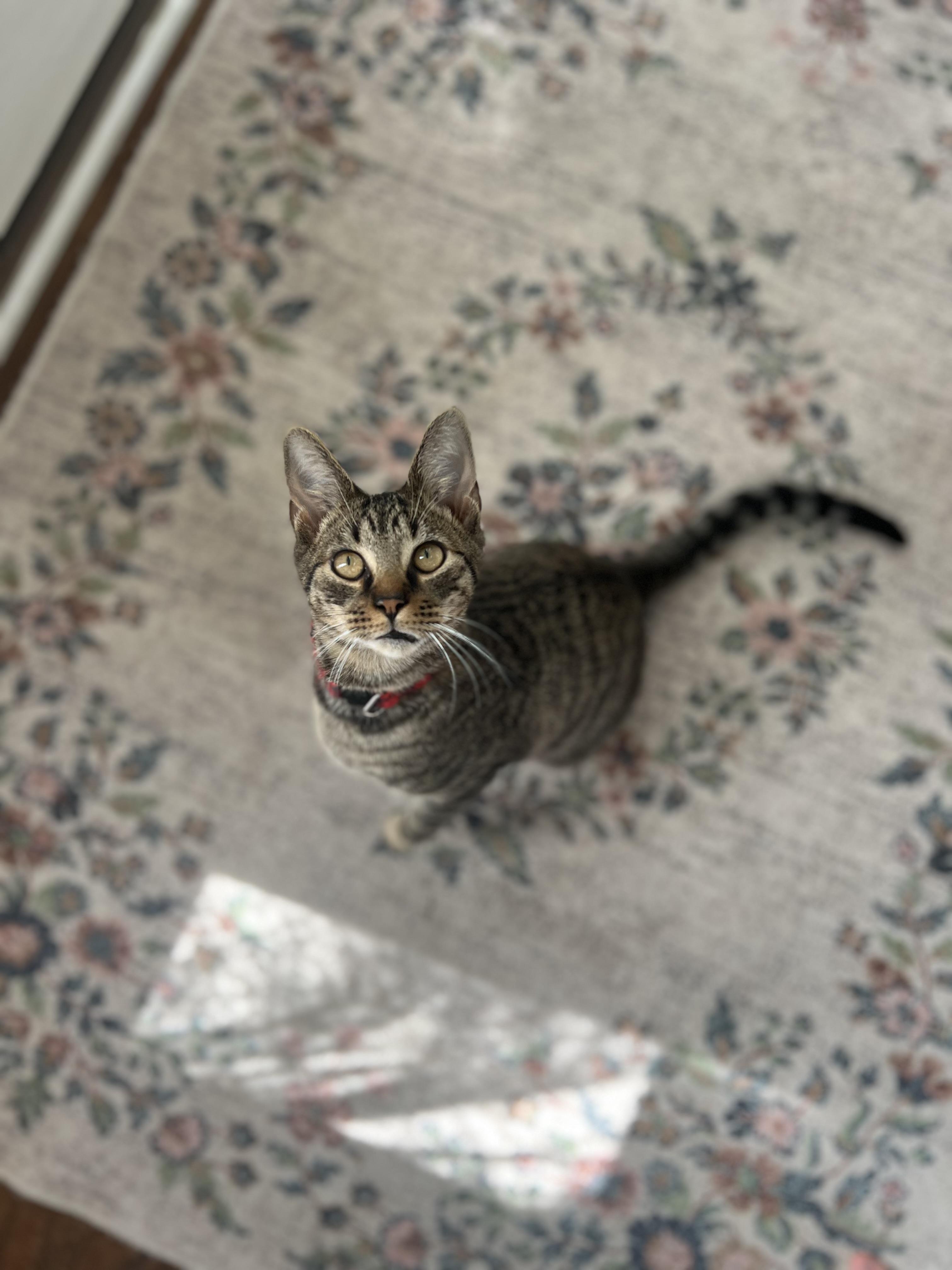 Enlarge Shinx, a Adoptable Domestic Short Hair in Manchester, MD image 5/5