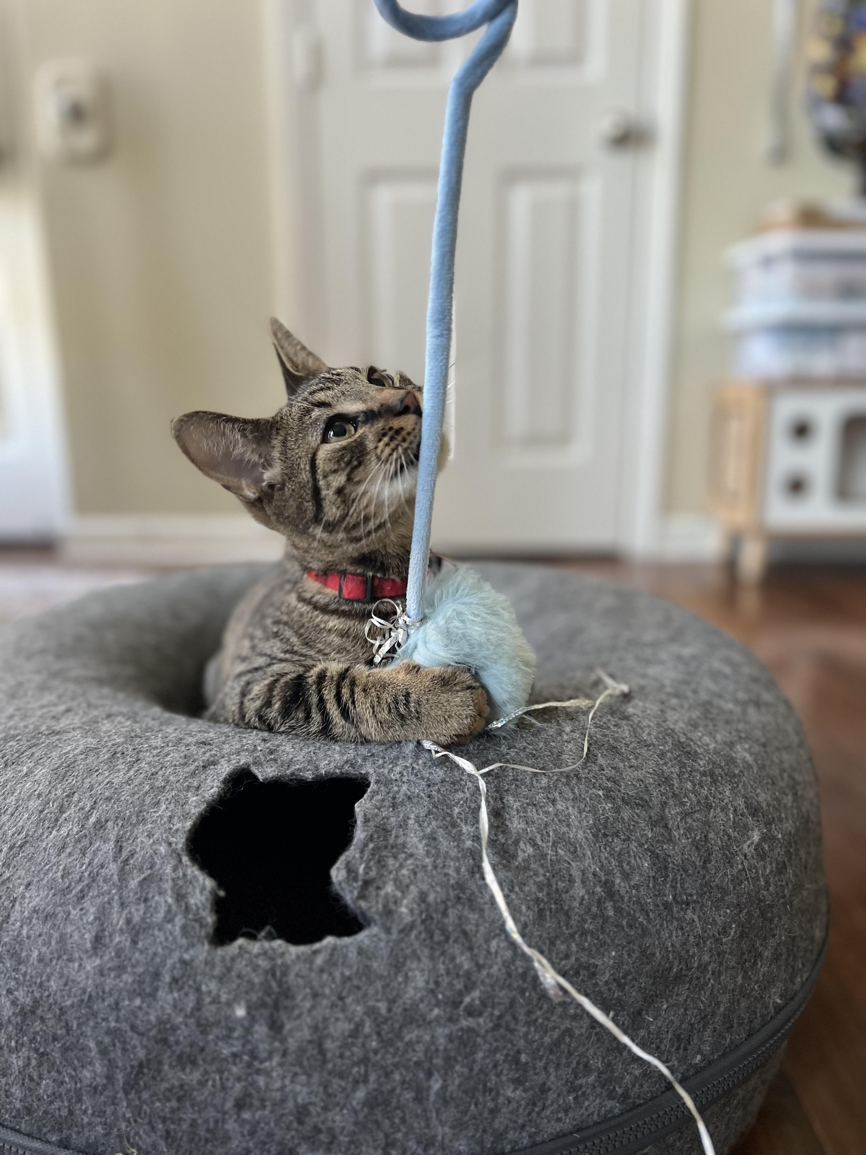 Enlarge Shinx, a Adoptable Domestic Short Hair in Manchester, MD image 3/5