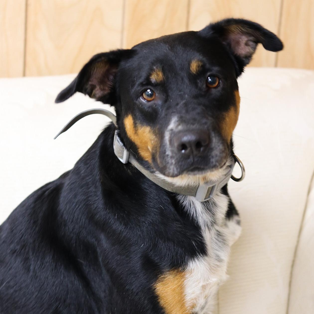 Abilene (Abbie)