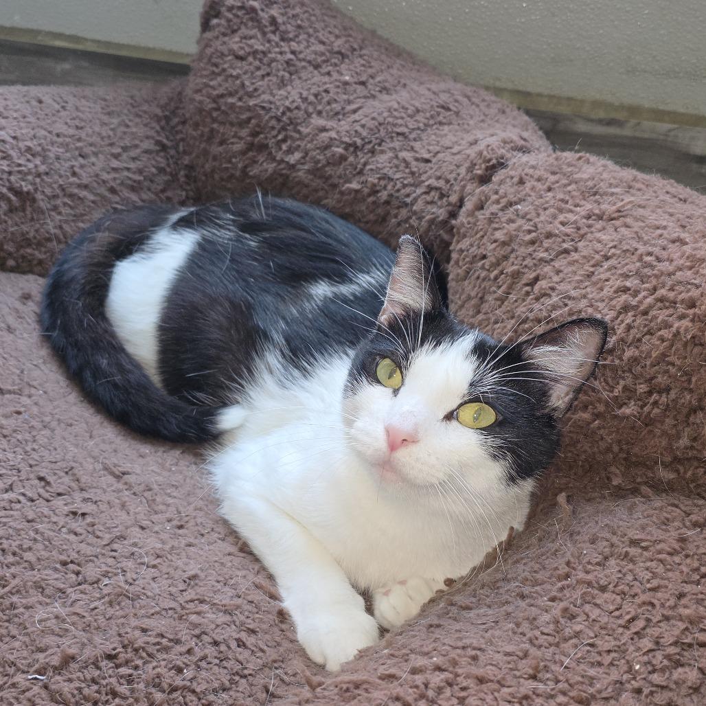 Valley, Adoptable, Young Female Domestic Short Hair.
