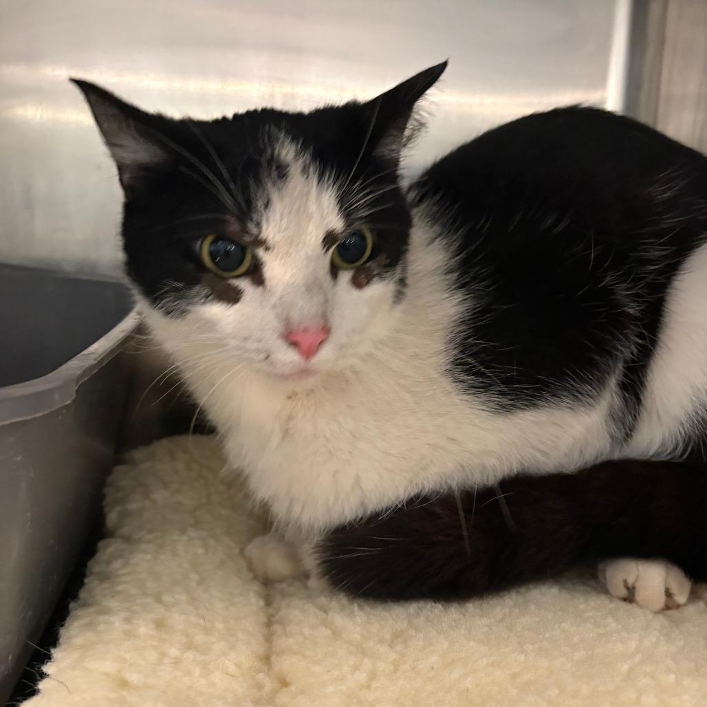 Valley, Adoptable, Young Female Domestic Short Hair.