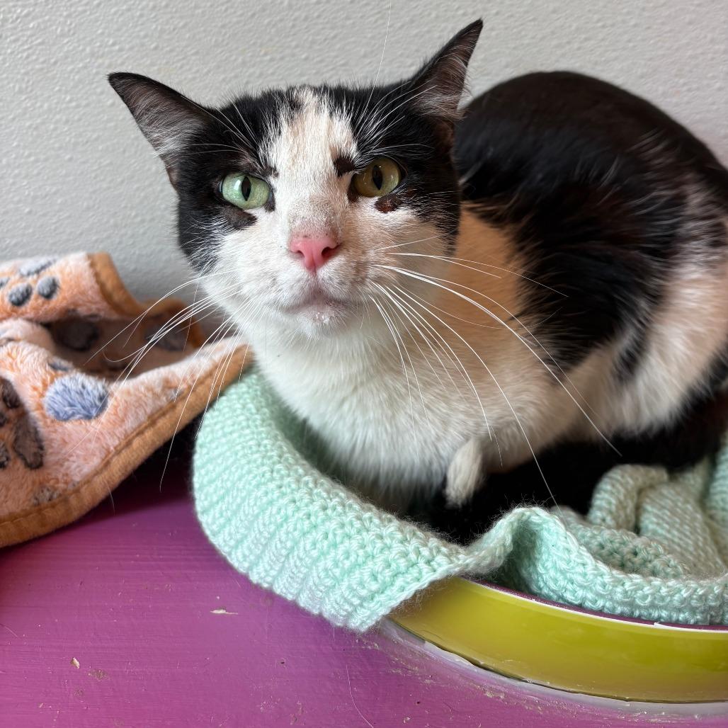 Valley, a Adoptable Domestic Short Hair in West Des Moines, IA image 2/3