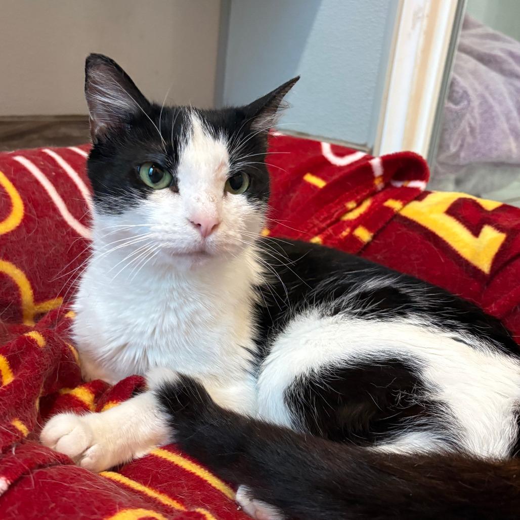 Valley, a Adoptable Domestic Short Hair in West Des Moines, IA image 3/3