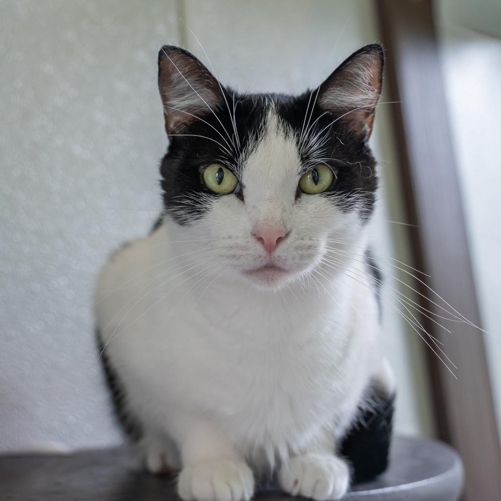Enlarge Valley, a Adoptable Domestic Short Hair in West Des Moines, IA image 5/6