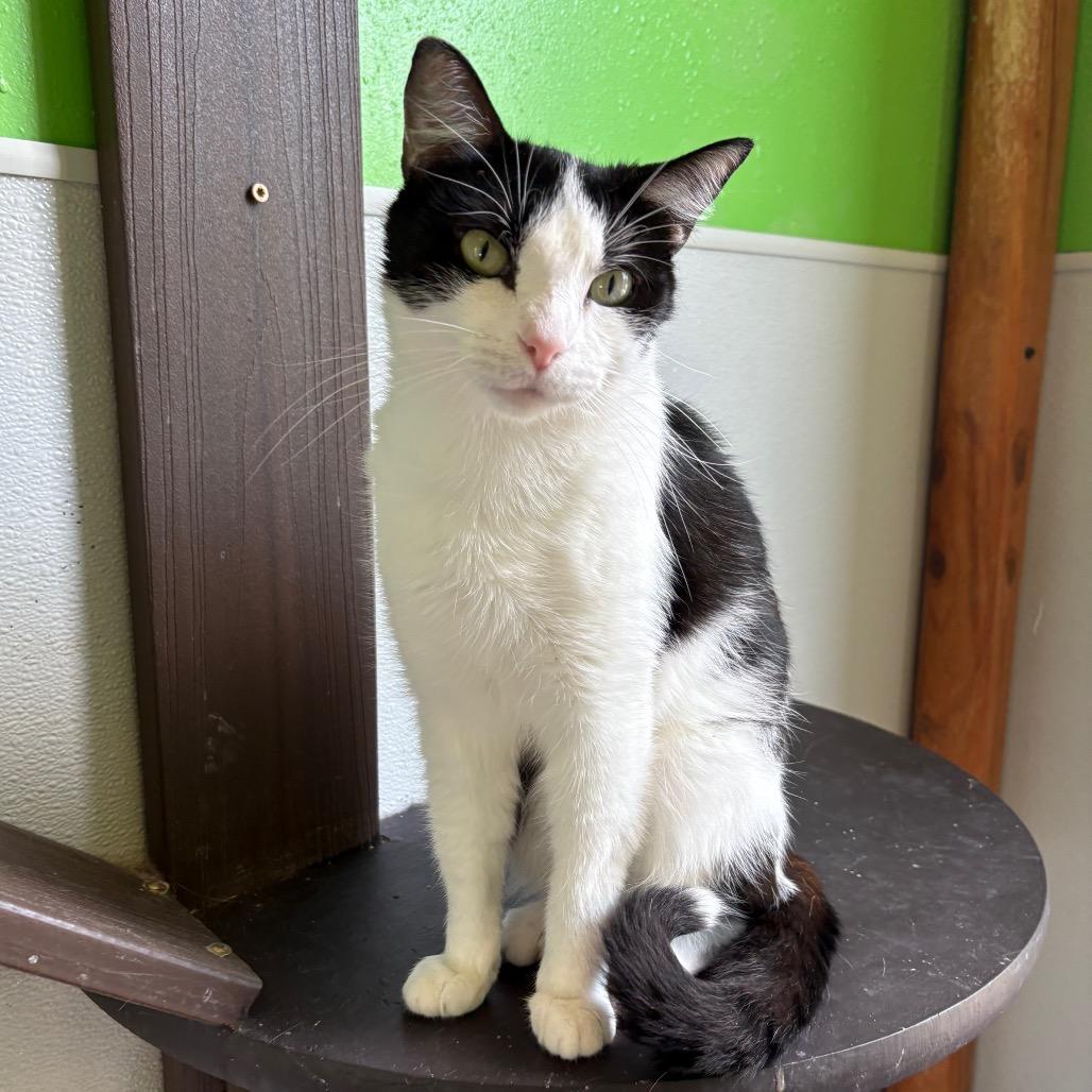 Enlarge Valley, a Adoptable Domestic Short Hair in West Des Moines, IA image 5/5