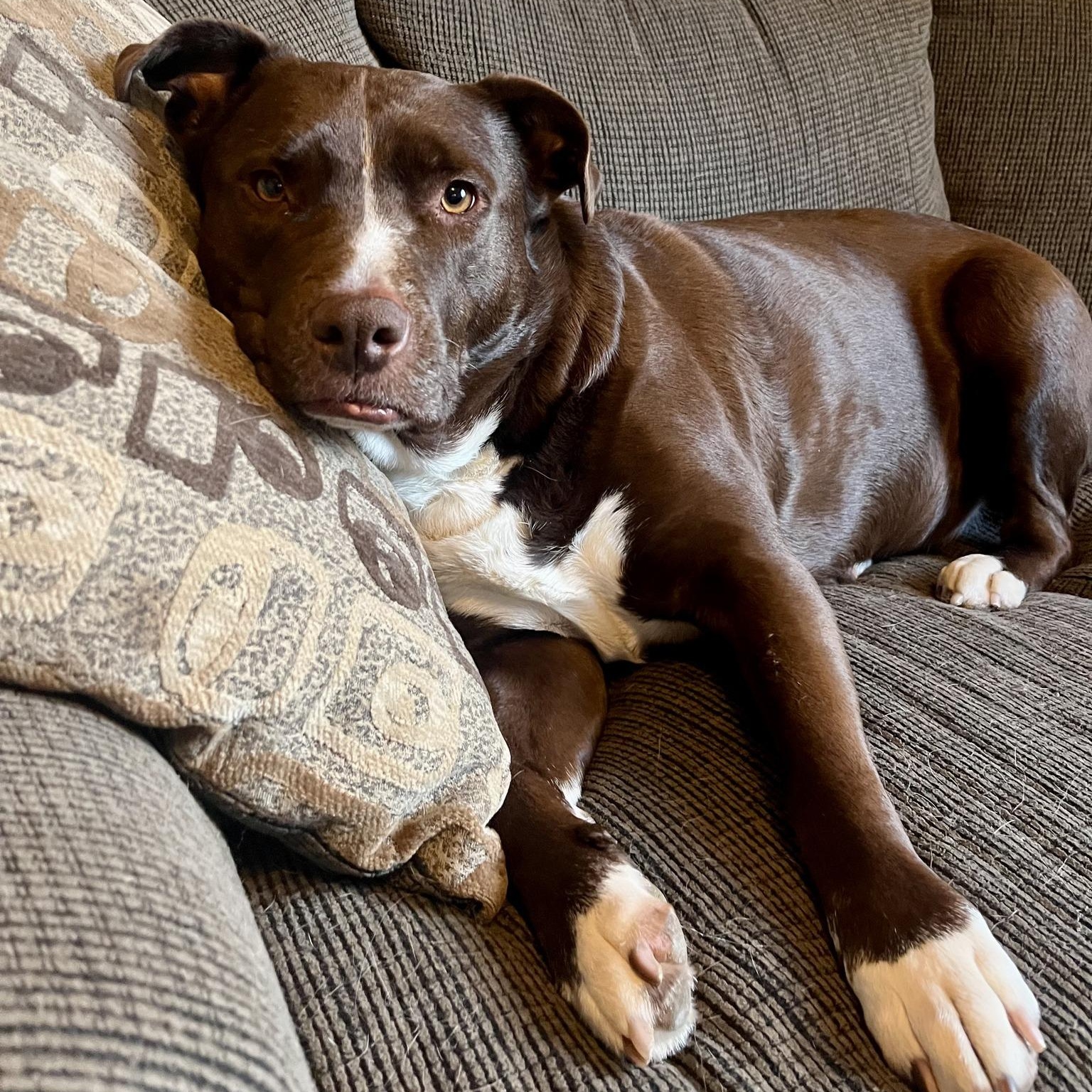 CARL, Adoptable, Adult Male Mixed Breed.