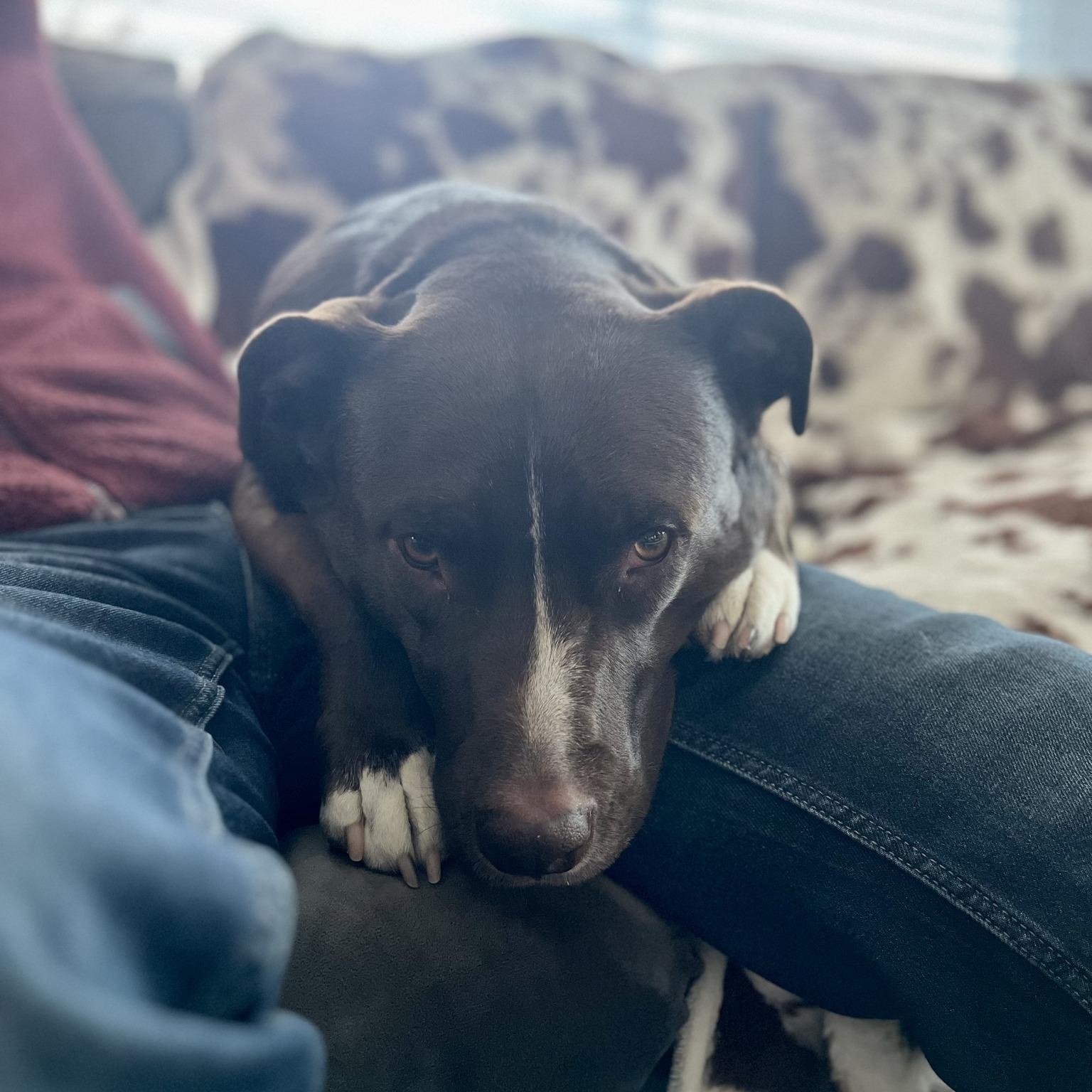 Enlarge CARL, a Adoptable mixed breed in Loveland, CO image 2/6