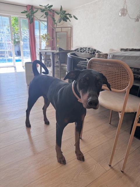 Sushi - COURTESY POST, a Adoptable Doberman Pinscher in Marina Del Rey, CA image 2/3