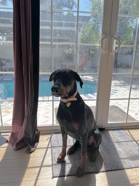 Sushi - COURTESY POST, Adoptable, Young Female Doberman Pinscher.