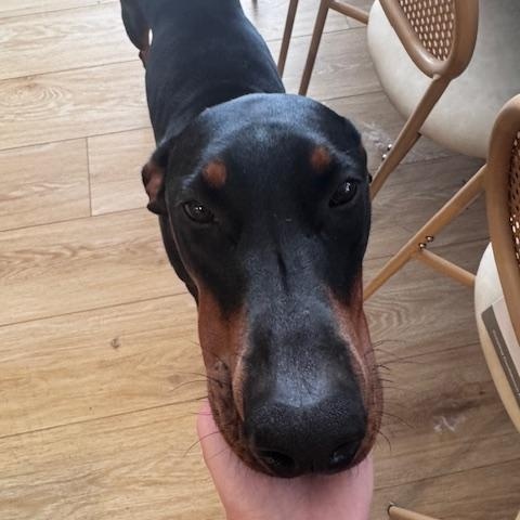 Sushi - COURTESY POST, a Adoptable Doberman Pinscher in Marina Del Rey, CA image 3/3