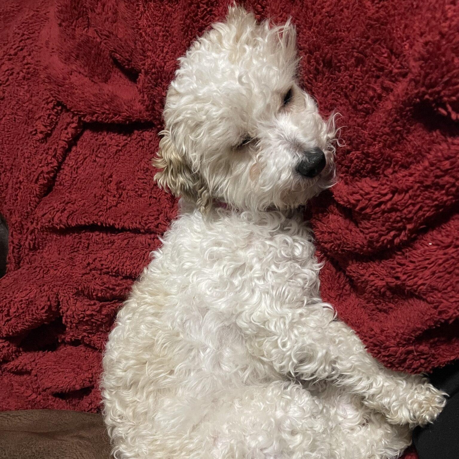 Enlarge Cookie, an adopted mixed breed in Mead, CO image 6/6