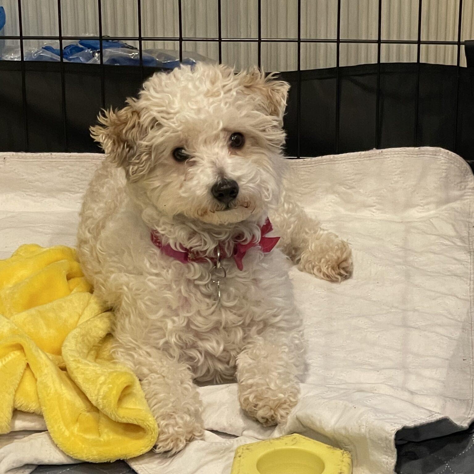 Enlarge Cookie, an adopted mixed breed in Mead, CO image 5/6