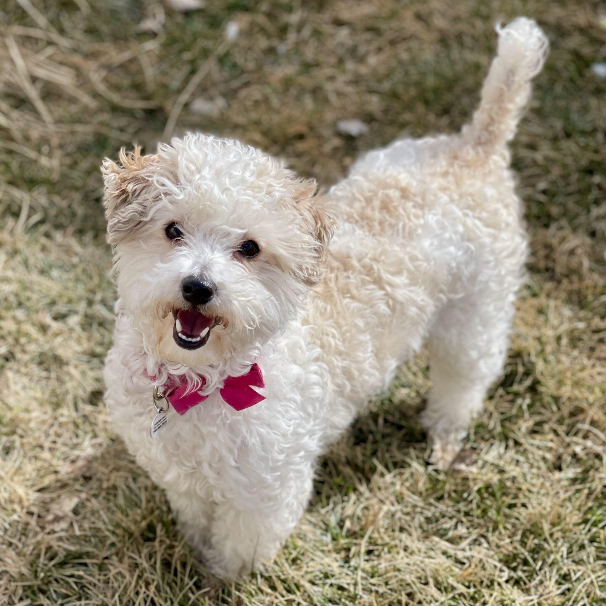 Cookie, adopted, Young Female Poodle.