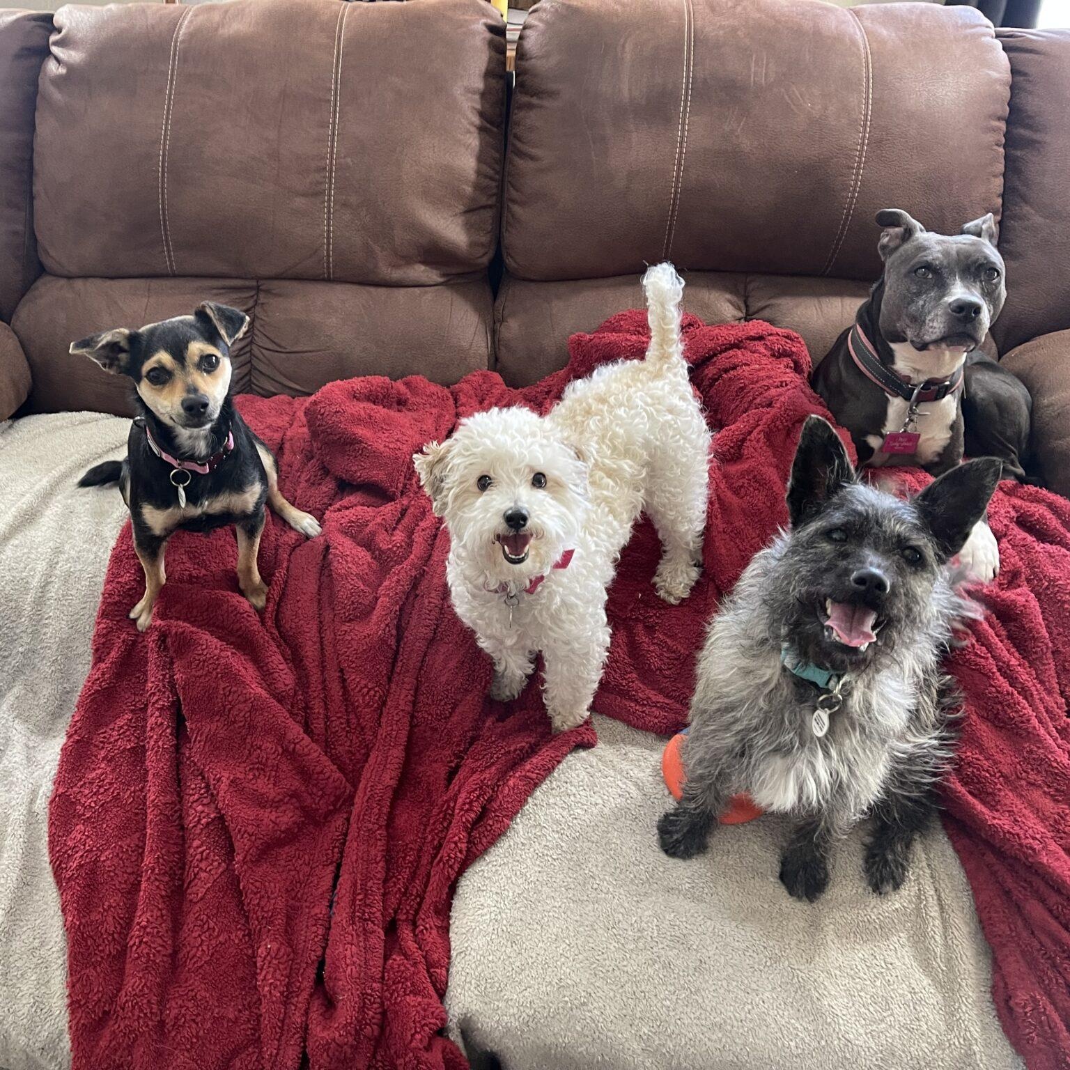 Enlarge Cookie, an adopted mixed breed in Mead, CO image 2/6