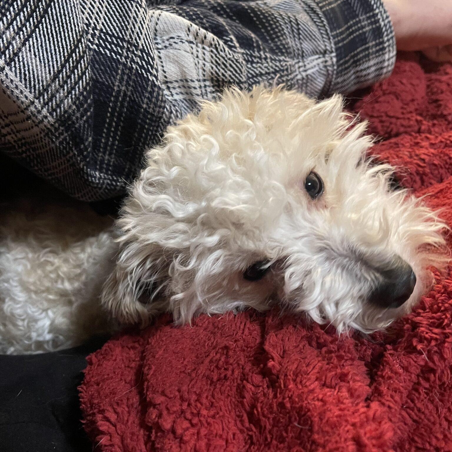 Enlarge Cookie, an adopted mixed breed in Mead, CO image 4/6
