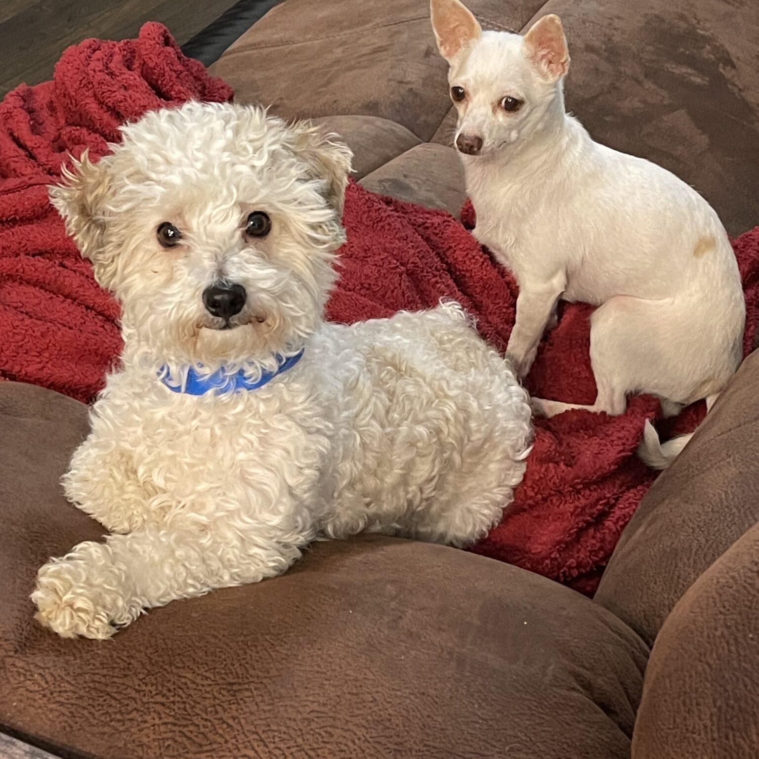 Enlarge Cookie, an adopted mixed breed in Mead, CO image 3/6