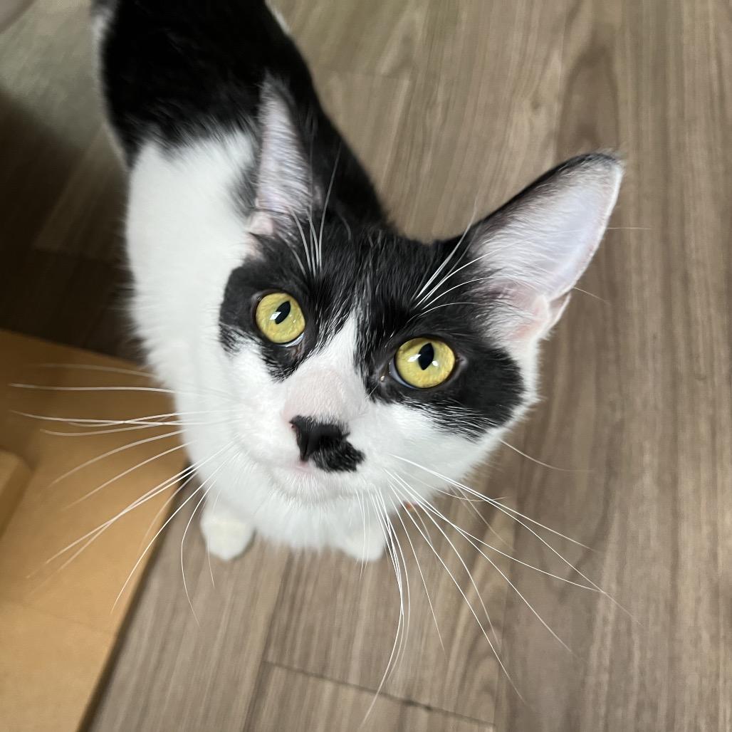 Enlarge Flower, a Adoptable Domestic Medium Hair in Pacific Grove, CA image 1/6