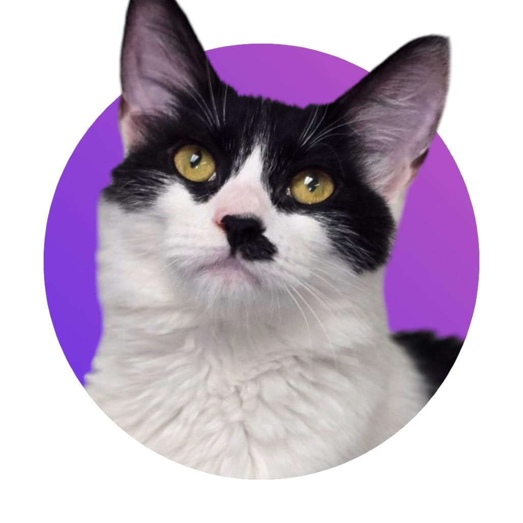 Enlarge Flower, a Adoptable Domestic Medium Hair in Pacific Grove, CA image 2/6