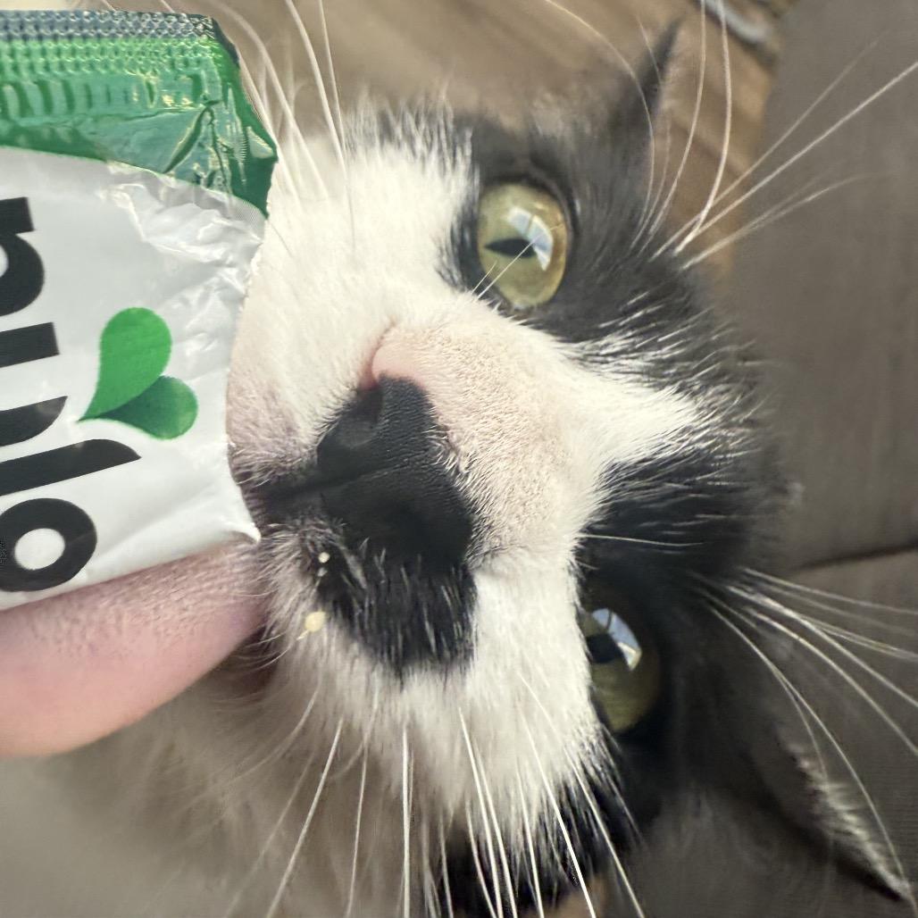 Enlarge Flower, a Adoptable Domestic Medium Hair in Pacific Grove, CA image 3/6