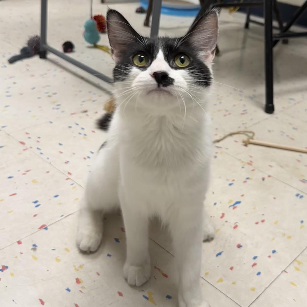 Enlarge Flower, a Adoptable Domestic Medium Hair in Pacific Grove, CA image 3/6