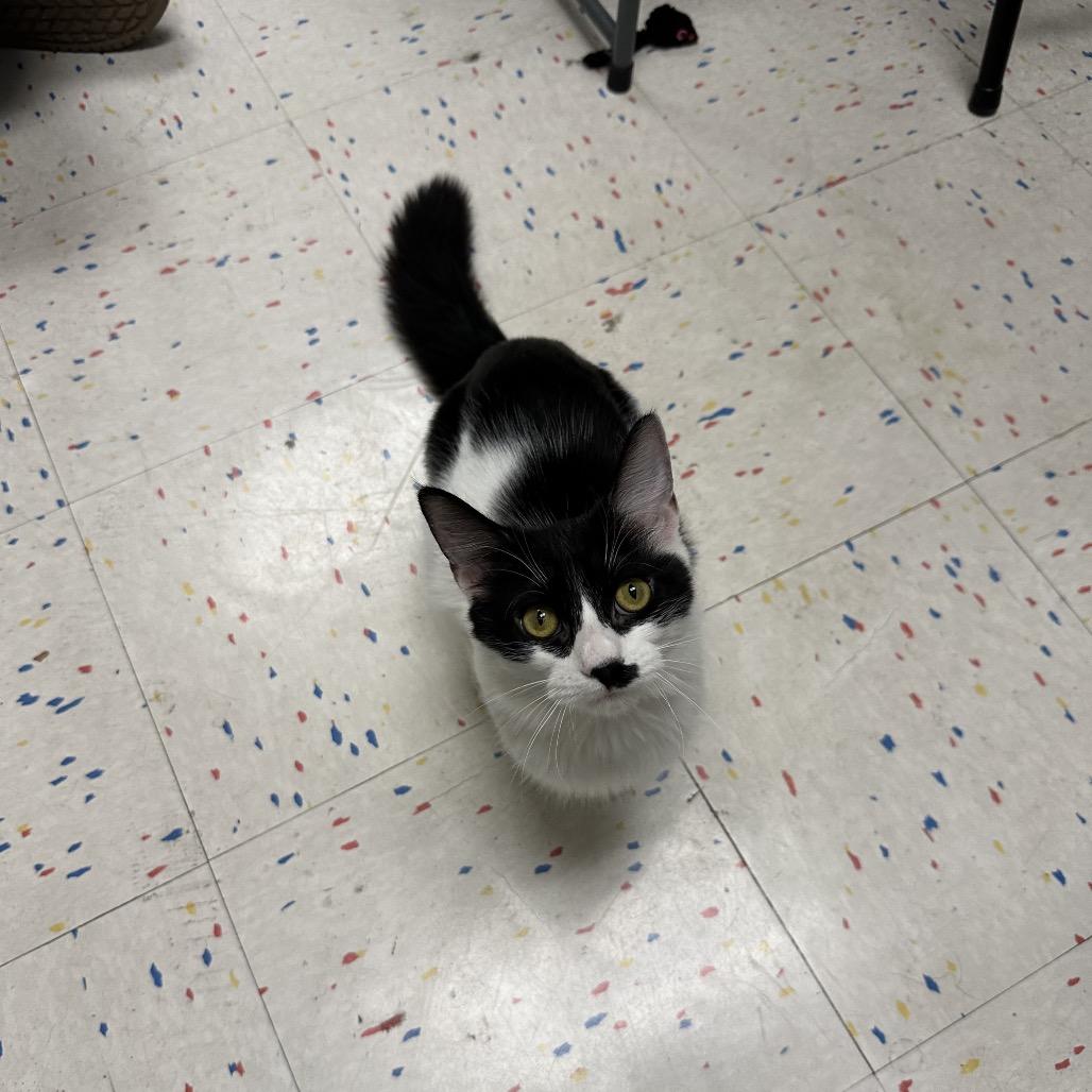 Enlarge Flower, a Adoptable Domestic Medium Hair in Pacific Grove, CA image 4/6