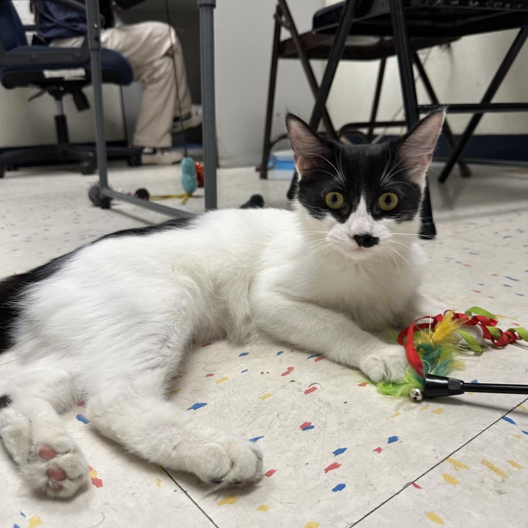 Enlarge Flower, a Adoptable Domestic Medium Hair in Pacific Grove, CA image 5/6