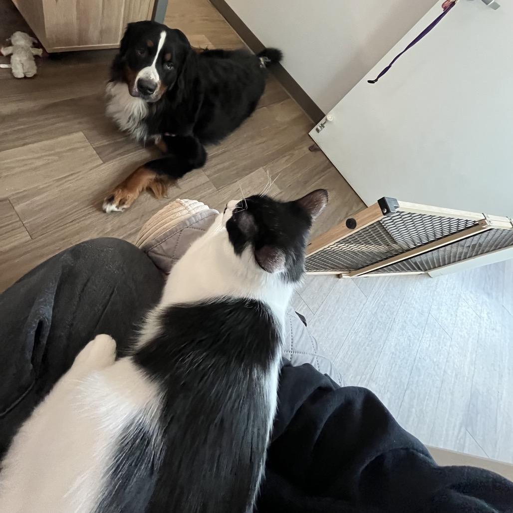 Enlarge Flower, a Adoptable Domestic Medium Hair in Pacific Grove, CA image 5/6