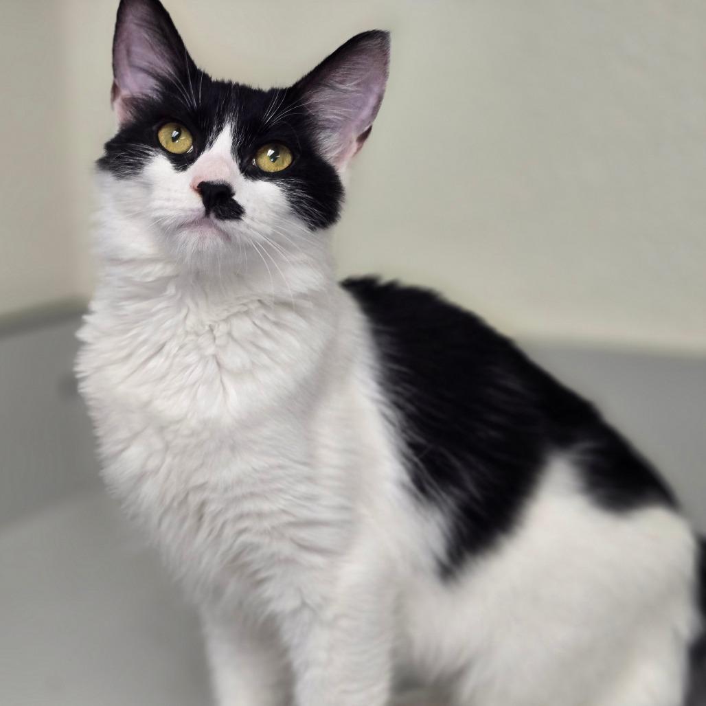 Enlarge Flower, a Adoptable Domestic Medium Hair in Pacific Grove, CA image 6/6