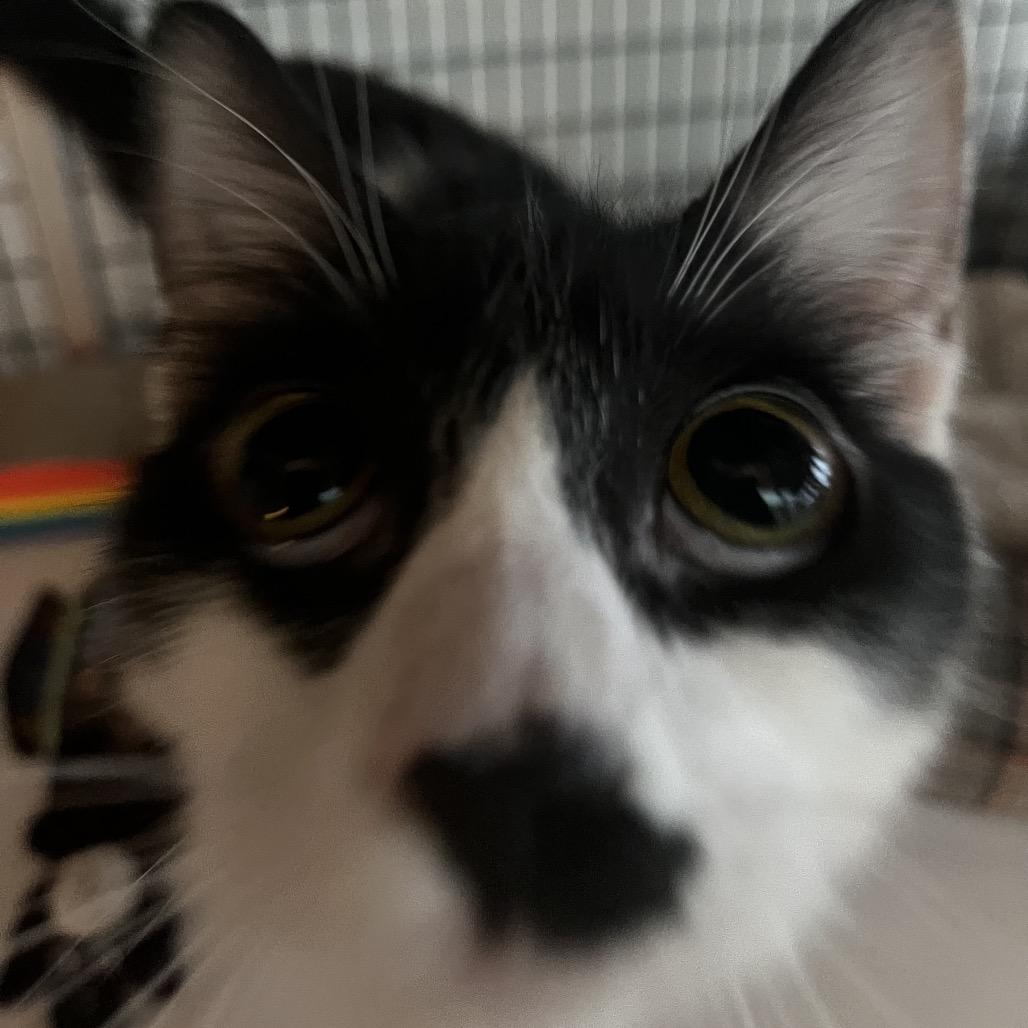 Enlarge Flower, a Adoptable Domestic Medium Hair in Pacific Grove, CA image 6/6