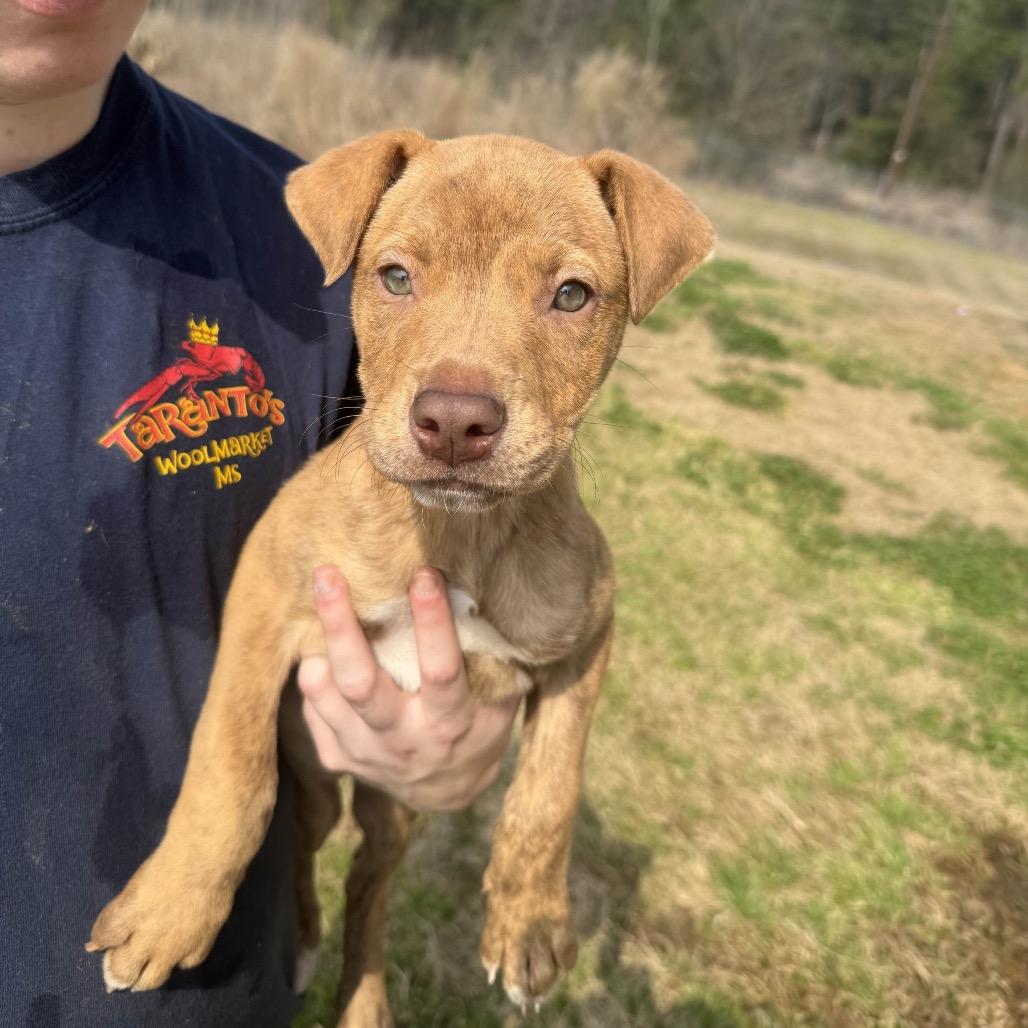 Elfie, Adoptable, Puppy Female Labrador Retriever.