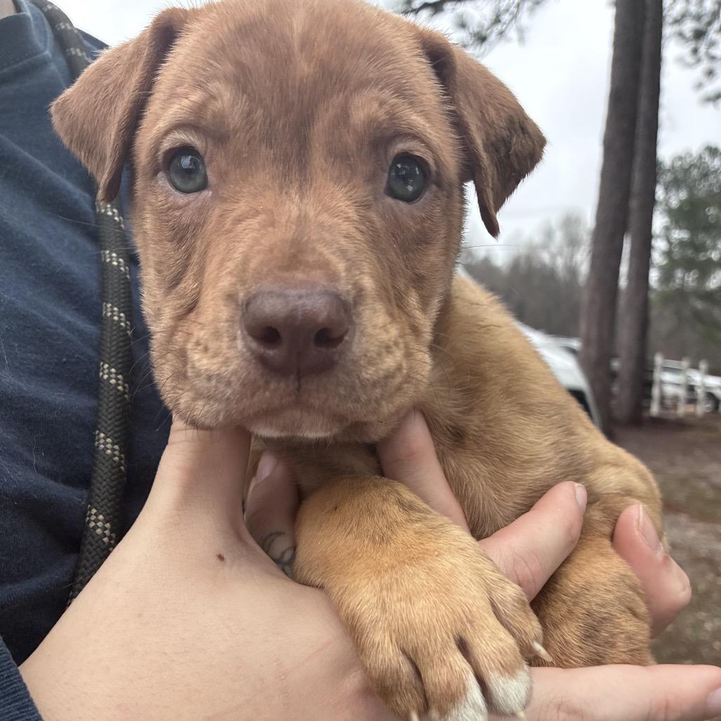 Elfie, a Adoptable mixed breed in Hattiesburg, MS image 2/4