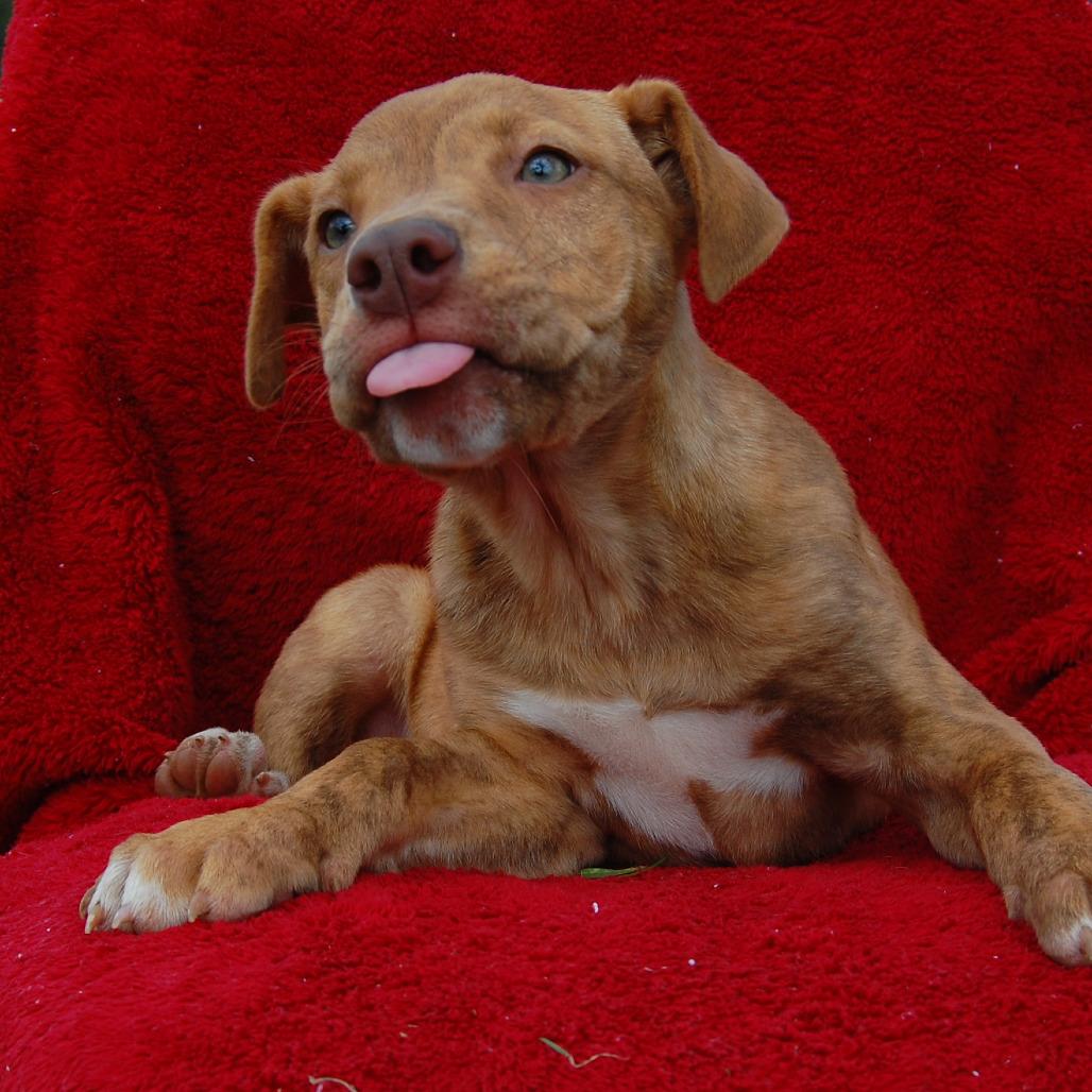 Elfie, a Adoptable mixed breed in Hattiesburg, MS image 3/4