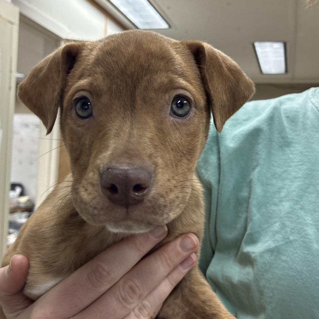 Elfie, a Adoptable mixed breed in Hattiesburg, MS image 4/4