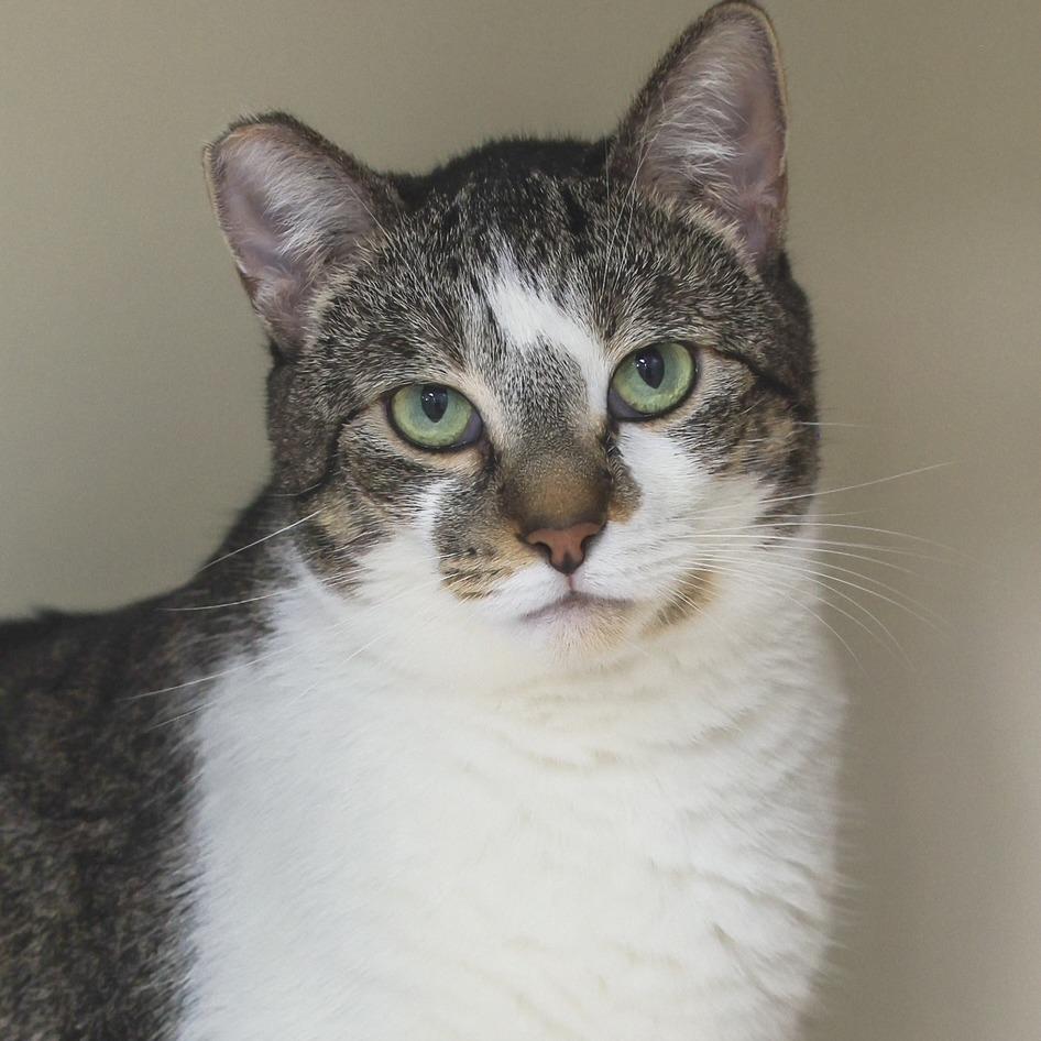 Luna — thumbnail 2