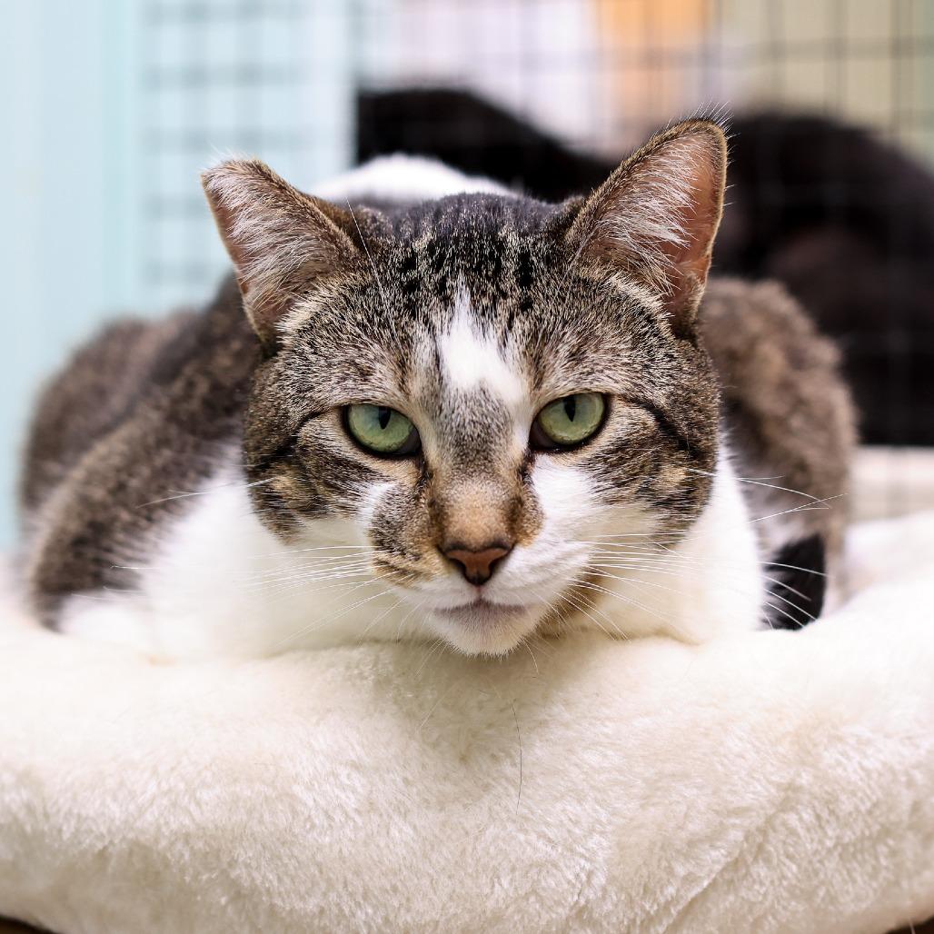 Luna — thumbnail 3