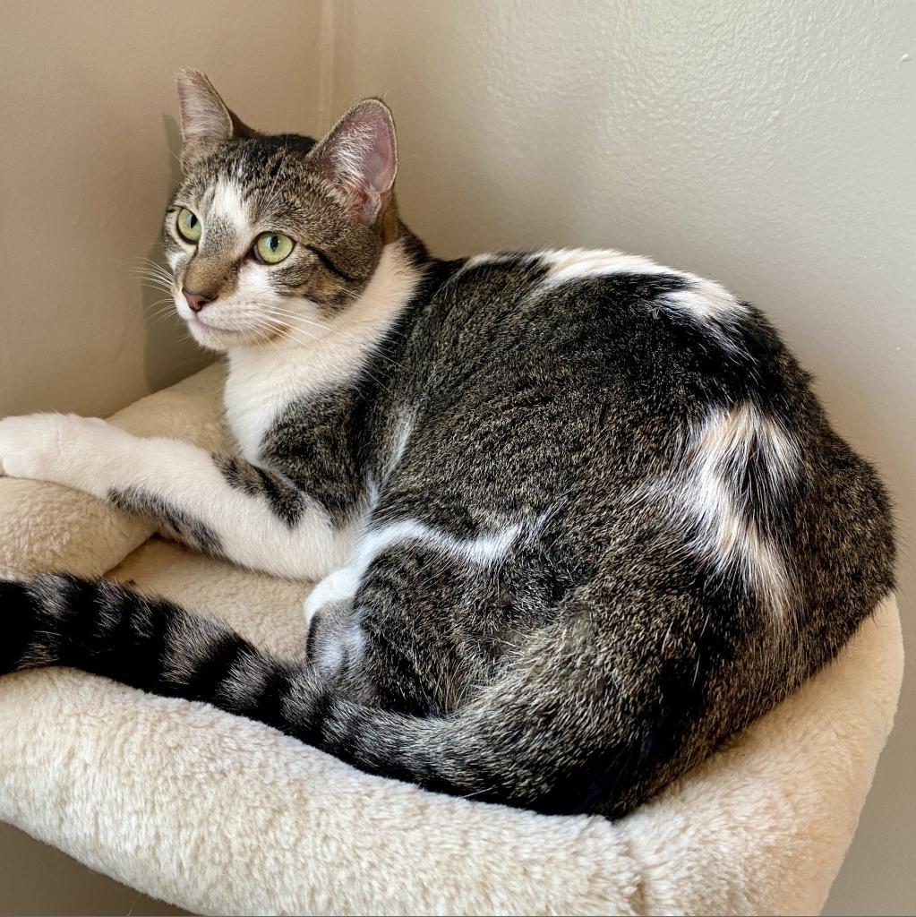 Luna — thumbnail 4