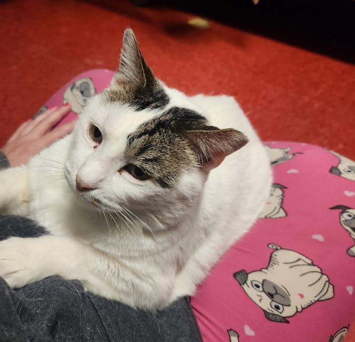 Charlie, adopted, Adult Male Domestic Short Hair.