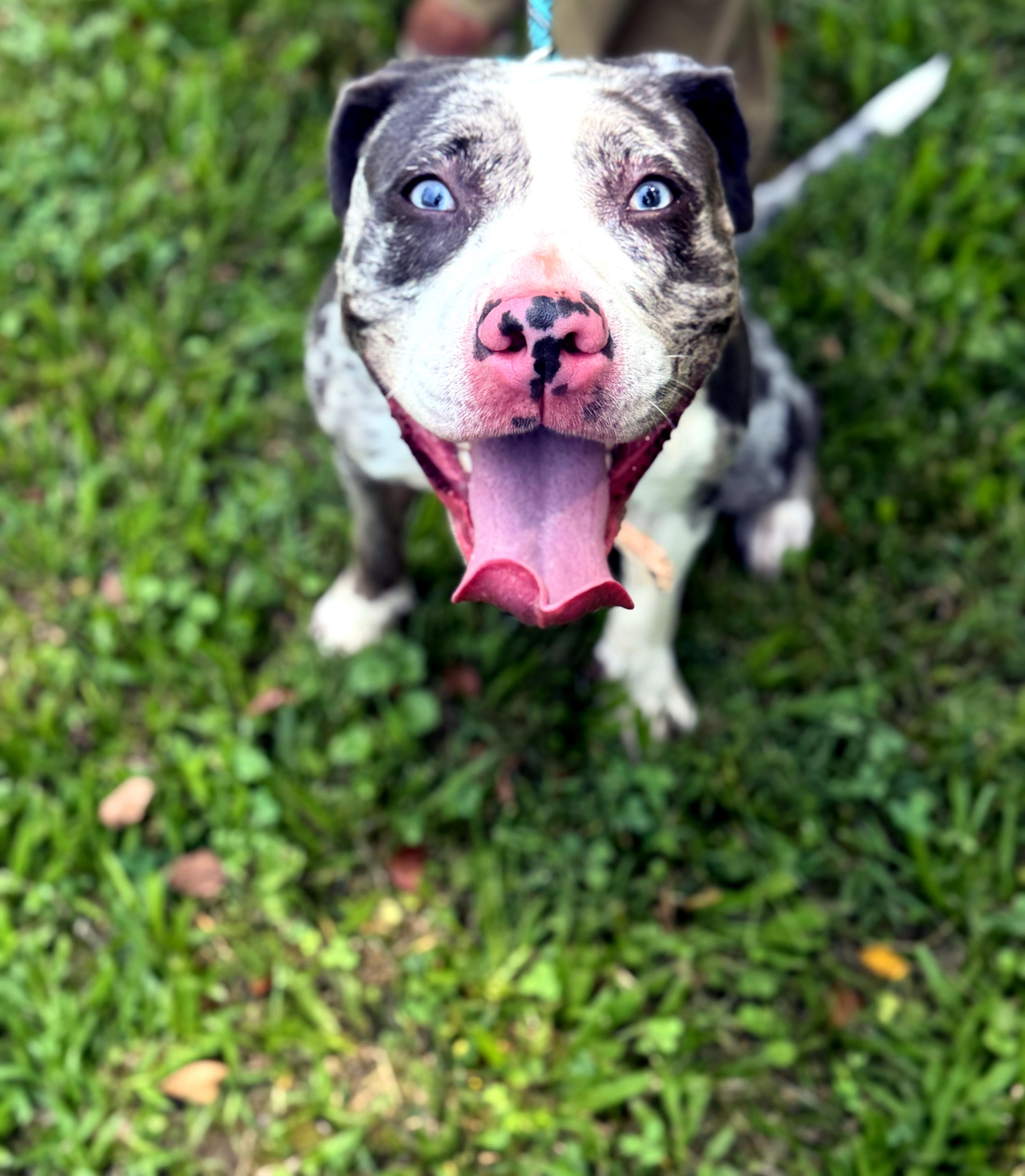 Luna, a ADOPTABLE mixed breed in Petersburg, VA image 4/6