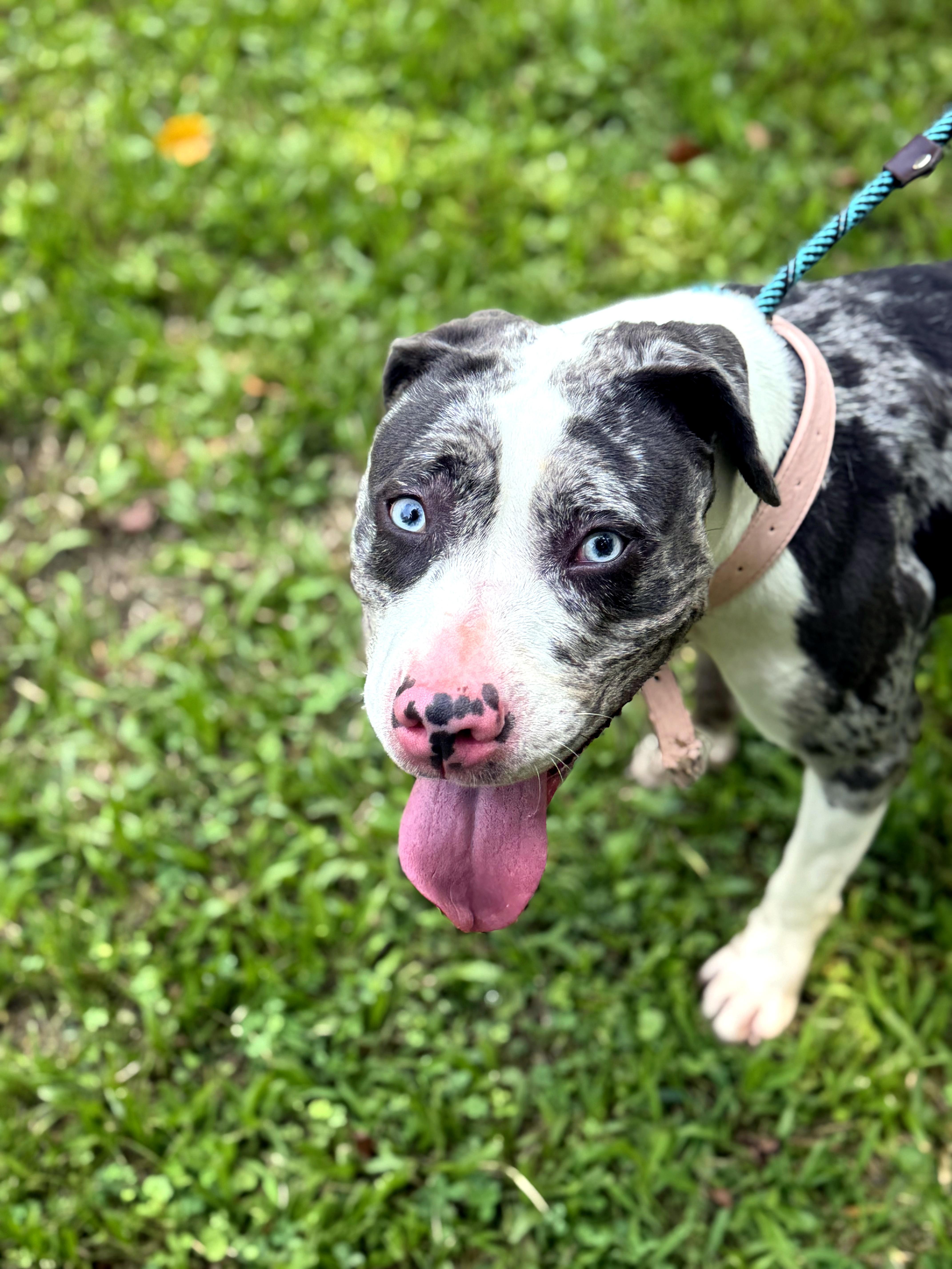 Luna, a ADOPTABLE mixed breed in Petersburg, VA image 2/6